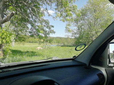 Foto des Fahrzeugs